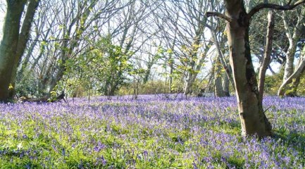 Page 2 Scenic / pretty : bluebells at Fermain.  Supplied from Digs